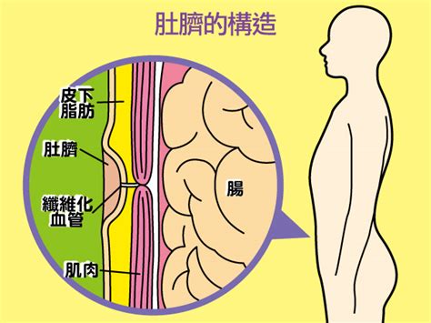 肚臍下長一根毛|【肚臍下面長毛】肚臍以下的毛髮秘密：為何肚臍下方。